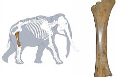 2.-słoń-i-jego-kość-udowa